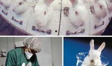 兔子化妆爆料视频